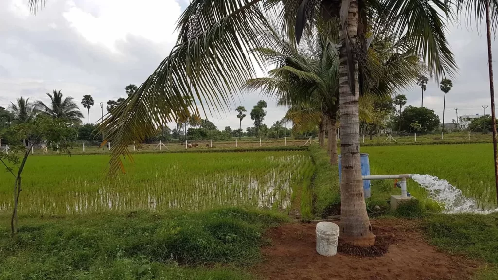 coconut-farm-for-sale-in-chengalpattu-mf-farms-and-homes