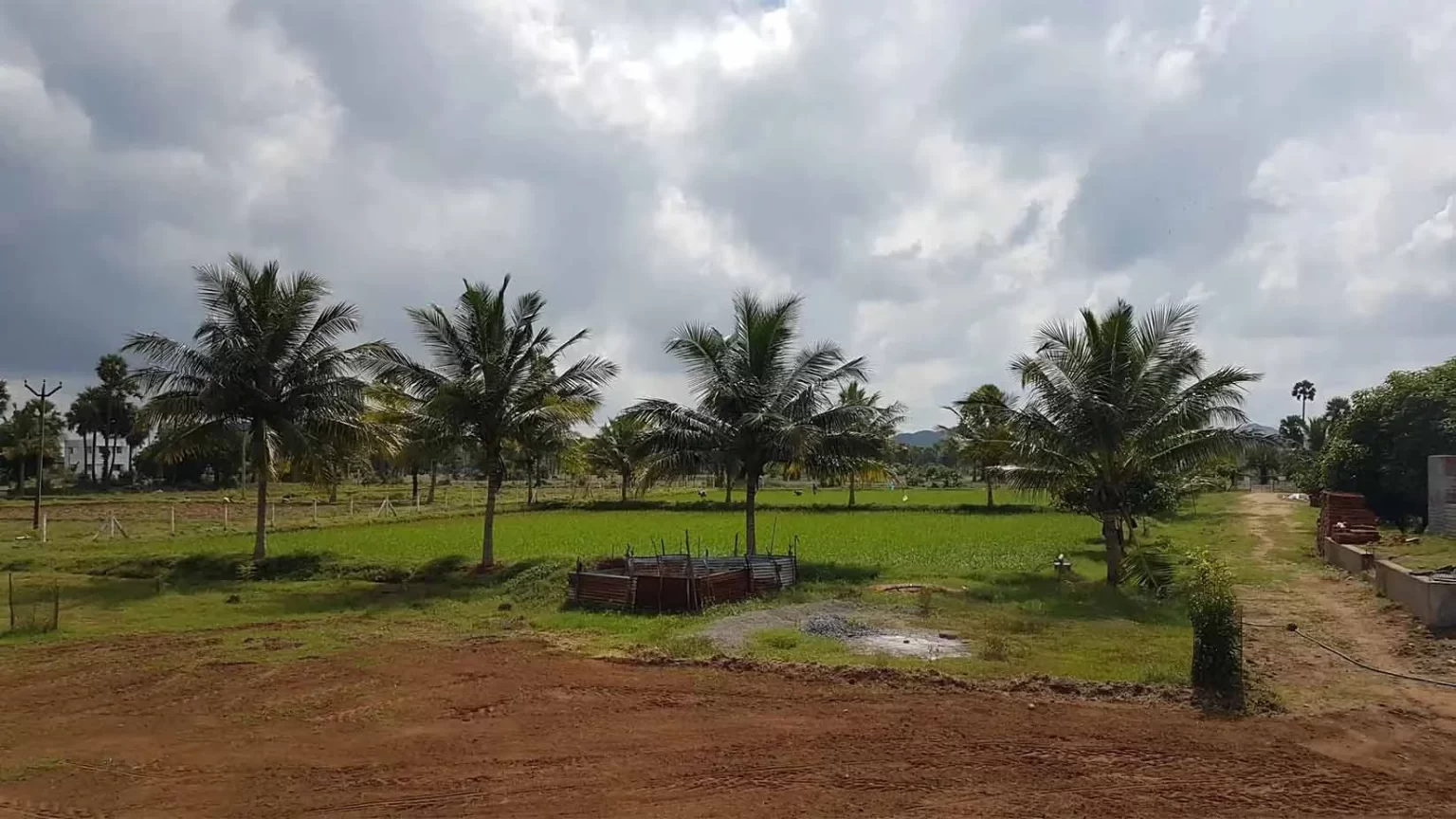 coconut-farm-for-sale-in-chengalpattu-mf-farms-and-homes